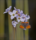 Small Copper - Kleine vuurvlinder - Lycaena phlaeas