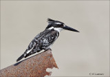 Pied Kingfisher - Bonte Ijsvogel - Ceryle rudis