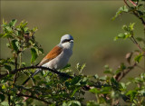 Red-backed Shrike - Grauwe Klauwier - Lanius collurio