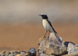 Desert Wheatear - Woestijntapuit - Oenanthe deserti