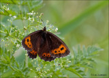 Arran Brown - Boserebia - Erebia ligea