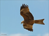 Black Kite -Zwarte Wouw - Milvus migrans