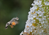 Hummingbird Hawk moth - Kolibrievlinder - Macroglossum stellatarum