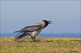 Hooded Crow - Bonte Kraai - Corvus cornix