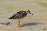 Ruff - Kemphaan - Philomachus pugnax