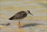 Ruff - Kemphaan - Philomachus pugnax 