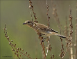 Red-backed Shrike ( female)  - Grauwe Klauwier - Lanius collurio