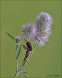 Common Earwig - Gewone Oorworm - Forficula auricularia