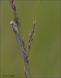 White-legged Damselfly - Blauwe breedscheenjuffer - Platycnemis pennipes