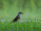 Fieldfare - Kramsvogel - Turdus pilaris
