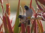 White-spectacled Bulbul - Arabische buulbuul - Pycnonotus xanthopygos