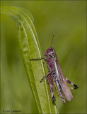 Large Marsh Grasshopper - Moerassprinkhaan - Stethophyma grossum