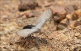 Blackstart - Zwartstaart - Oenanthe melanura