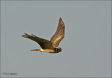 Pallid Harrier - Steppenkiekendief - Circus macrourus