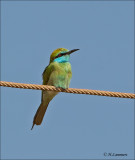  Green bee-eater - Kleine Groene Bijeneter - Merops orientalis