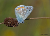 Common Blue - Icarusblauwtje -  Polyommatus icarus