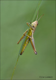 Large Marsh Grasshopper - Moerassprinkhaan - Stethophyma grossum