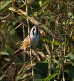 Bearded Reedling - Baardman - Panurus biarmicus