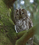 Tawny Owl - Bosuil - Strix aluco