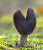 Elfin Saddle - Zwarte kluifzwam -  Helvella lacunosa