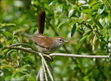 Cetti's Warbler - Cetti's Zanger - Cettia cetti
