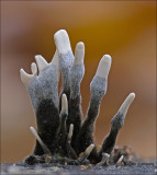 Candlesnuff fungus - Geweizwam - Xylaria hypoxylon