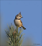 European Crested Tit - Kuifmees - Lophophanes cristatus