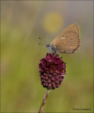 Dusky Large Blue - Donker pimpernelblauwtje - Phengaris nausithous