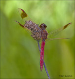 Banded Darter - Bandheidelibel - Sympetrum pedemontanum