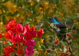 Palestine Sunbird - Palestijnse honingzuiger - Cinnyris osea