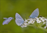 Holly blue - Boomblauwtje - Celastrina argiolus