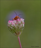 Common Red Beetle - Rood Soldaatje - Rhagonycha fulva