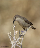 Palestine Sunbird ( female)- Palestijnse honingzuiger - Cinnyris osea