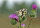 Swallowtail - Koninginnenpage - Papilio machaon