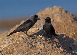 House Crow - Huiskraai - Corvus splendens