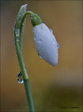 Snowdrop - Sneeuwklokje -  Galanthus nivalis