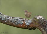 Eurasian Wren - Winterkoning - Troglodytes troglodytes
