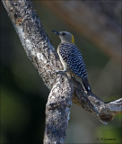Hoffmanns Woodpecker (female) Hoffmanns specht - Melanerpes hoffmannii
