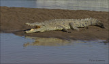 American Crocodile - Amerikaanse Krokodil - Crocodylus acutus
