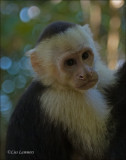 White-headed Capuchin - Witschoudercapucijneraap - Cebus capucinus