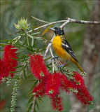 Baltimore Oriole - Baltimoretroepiaal - Icterus galbula