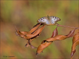 White Peacock - Anartia jatrophae