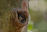 Olive Snouted Treefrog - Scinax elaeochroa