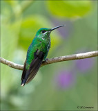 Green crowned brilliant - Groenkruinbriljantkolibrie - Heliodoxa jacula