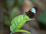 Heliconius cydno galanthus - Cydno Longwing