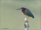 Green Heron - Groene reiger - Butorides virescens