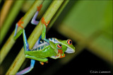 Red-eyed tree frog - Roodoogmakikikker -Agalychnis callidryas