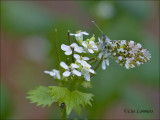 Orange Tip - Oranjetipje -  Anthocharis cardamines