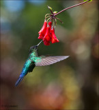 fiery throated hummingbird - Irazukolibrie - Panterpe insignis