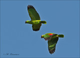 Red-lored Parrot - Geelwangamazone - Amazona autumnalis